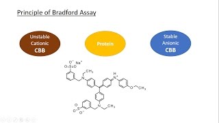 A full explanation about Bradford assay Coomassie Brilliant Blue and the calibration curve [upl. by Akiraa609]