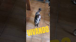 Cachorro uivando [upl. by Nolahs]