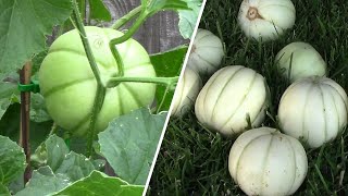 Growing Kiku Chrysanthemum Melon and Sakatas Sweet Melon and Tasting [upl. by Chesney]