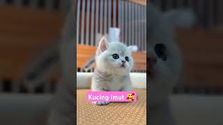 Anak kucing lucushorts kucing kucinglucu kucingimut kucingpintar funny [upl. by Akinnor]