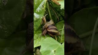 Baby snails babysnail snailhunter babyboy shortvideo [upl. by Trebo]