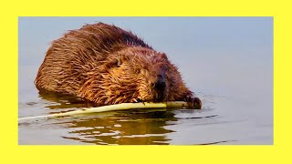 An URBAN BEAVER Chewing on a Branch [upl. by Slade]