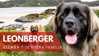 Perro Leonberger – Todo sobre la raza  Terránea [upl. by Nanni]