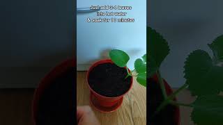 Propagating mexican mint in preparation for the winter cold amp flu season [upl. by Siuol]