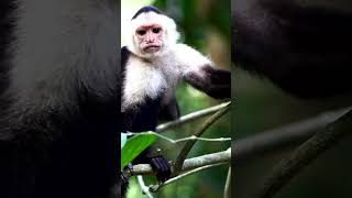 Under 1 Minute Facts the Capuchin monkey capuchinmonkey funfacts education youtubeshorts shorts [upl. by Ferd]