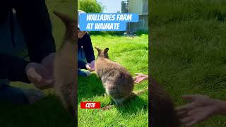 cute Wallabies Farm feeding animals newzealand selandiabaru [upl. by Sumaes525]