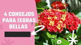 4 CONSEJOS PARA TENER IXORAS BELLAS Ixora coccinea cuidados [upl. by Hersh397]