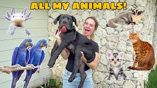 FEEDING ALL MY ANIMALS House Tour [upl. by Ramso284]