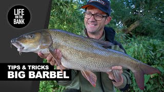 BARBEL FISHING UK  Tips Rigs and Tactics New River Season [upl. by Eelrehpotsirhc]