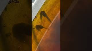 Tadpole impressive growth tadpole tadpoles frogs cutefrog nature garden ponds water kermit [upl. by Pickens]