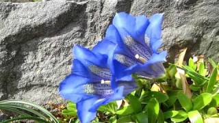 Gentiana acaulis [upl. by Brennan]