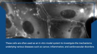 Human Microvascular Endothelial Cells  Kosheeka [upl. by Peggi]