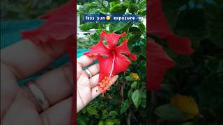 Hibiscus not flowering reasons amp solutions shorts [upl. by Sharron]