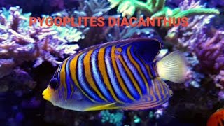 PYGOPLITES DIACANTHUSREEF START [upl. by Brader398]