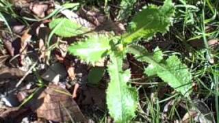 EatTheWeeds Episode 66 Sonchus II Sow Thistle [upl. by Elly880]