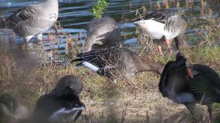 Tundra Bean Goose Belvide Reservoir 7th October 2024 [upl. by Omarr]