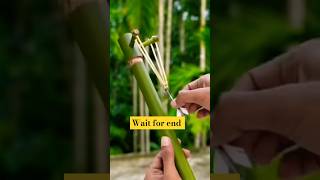 Bamboo creation with new beautiful slingshot bamboo diy slingshots craft howto shortvideo [upl. by Gerick]