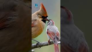 Witness The MOST ADORABLE Bird Families In Their Wild Nests SEP31 [upl. by Chaim]