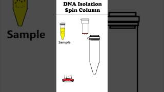 DNA Isolation Spin Column Method animation [upl. by Topping]