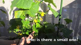 Growing cucumbers in containers Why do I always do this in Fall [upl. by Noyk]