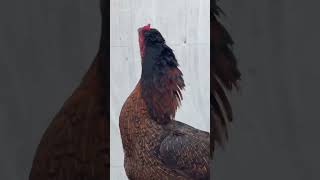 Parmoz aseel kurk Madi music remix dj varilvideo aseelmurga murgha birds rooster [upl. by Edwin]