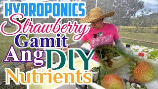 Hydroponics Strawberry sa Kratky  DIY Fruiting Hydroponics Nutrient [upl. by Yehus]