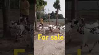 Top quality barbari bakri for sale Raju Farming Sahawai Shahganj Jaunpur up 9936569292 [upl. by Ydeh]