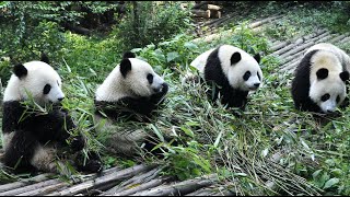 Panda Funny Moment Videos 🐼 The Panda is Super Cute When Eating 🐼 Panda Video Compilation [upl. by Neeven]