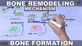 Bone Remodeling Mechanism [upl. by Elmore]