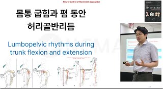 뉴만 기능해부학척추편 기초 몸통 굽힘과 폄 동안 허리골반리듬 Lumbopelvic rhythms during trunk flexion and extension Basic [upl. by Cherry]