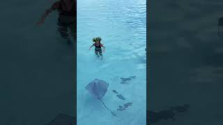 Swimming with Sharks and Stingrays in Moorea French Polynesia 🇵🇫 [upl. by Llerrom792]