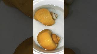 Apple snail breeding minivlog fish aquarium petsvlog fishing snail pets pet shorts guppy [upl. by Yrnehnhoj534]