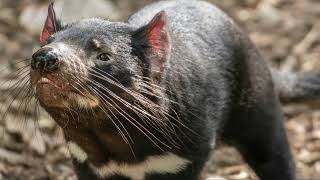 The Tasmanian Devil A New Beginning in Mainland Australia [upl. by Kylstra]