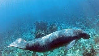 Endangered Antillean manatee in Turneffe Atoll Belize [upl. by Nitas]