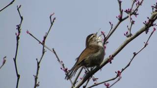 Bewicks Wren song [upl. by Yanahs]