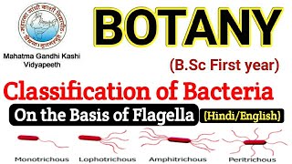 BSC First year Botany  Classification of Bacteria on the Basis of Flagella  Bsc First Paper botany [upl. by Revert]