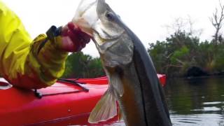 Kayak Snook Fishing [upl. by Morganstein]