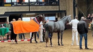 Hengstenkeuring Groninger Paard in Tolbert  24 Februari 2024 [upl. by Madge797]