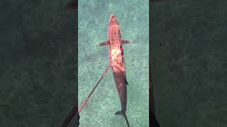 Ce Thazard chassesousmarine fishing oceanfishing shortswithzita YouTubeCreatorCommunity [upl. by Solnit]