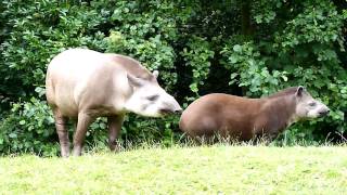 Gaiazoo  Braziliaanse tapir 2010 [upl. by Arakat]