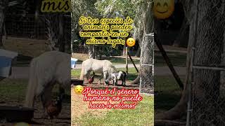 Amistadcaballocabrasgallinas perrospets dogloverdogdogs chihuahuachihuahualoverfunny [upl. by Ytisahc]