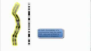 chromosome view in karyotype and idiogram [upl. by Lura]