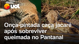 Onçapintada sobrevivente de queimada no Pantanal caça jacaré veja vídeo [upl. by Farrar187]