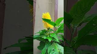 Justicia Aurea is commonly known as Yellow Jacobinia shorts [upl. by Joeann]