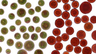 Bioalgo astaxanthin from Haematococcus Pluvialis [upl. by Intosh182]