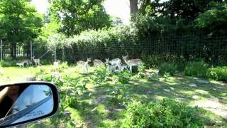 African Lion Safari Canada Ontario [upl. by Yrrol]