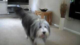 Bearded Collie Tricks [upl. by Anassor]