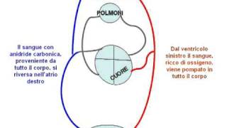 La Circolazione del Sangue animazione con audio [upl. by Adyahs111]