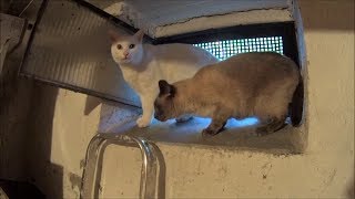 Siamese Cats explore Basement after a Walk outside amp Bike Ride Home  Yozoras little Jump Scare [upl. by Darrill]