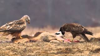 Rotmilan Milvus milvus Mäusebussard Buteo buteo Red Kite and Common Buzzard [upl. by Tiras460]